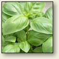 Medicinal Herb Plants - Sweet Basil