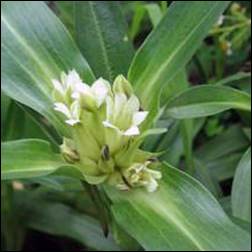 Tibetan Gentian - 2012 Featured Herb of the Year